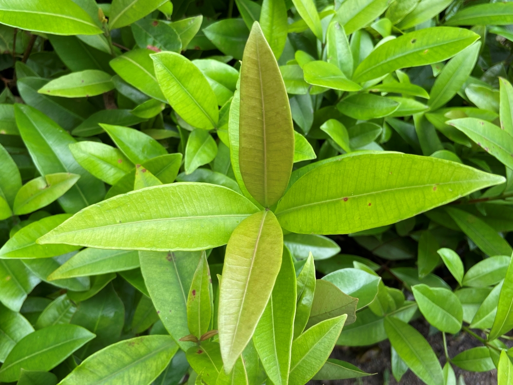 Guamirim-ferro