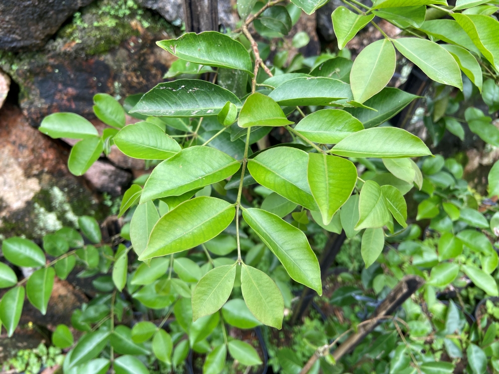 Araçá-roxo