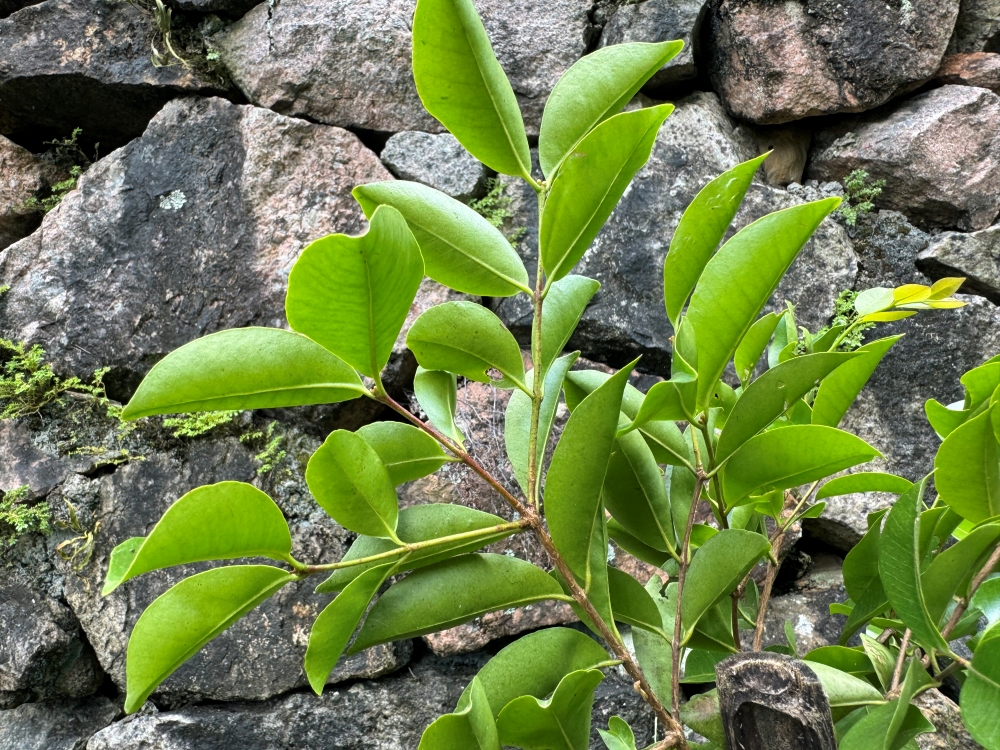 Araçá-roxo