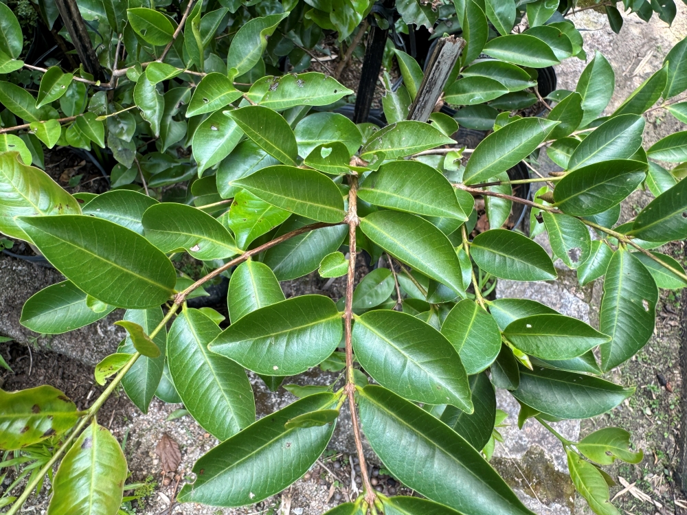 Araçá-roxo