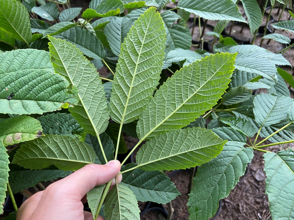 Ipê-amarelo-da-serra