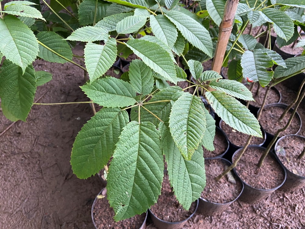 Ipê-amarelo-da-serra