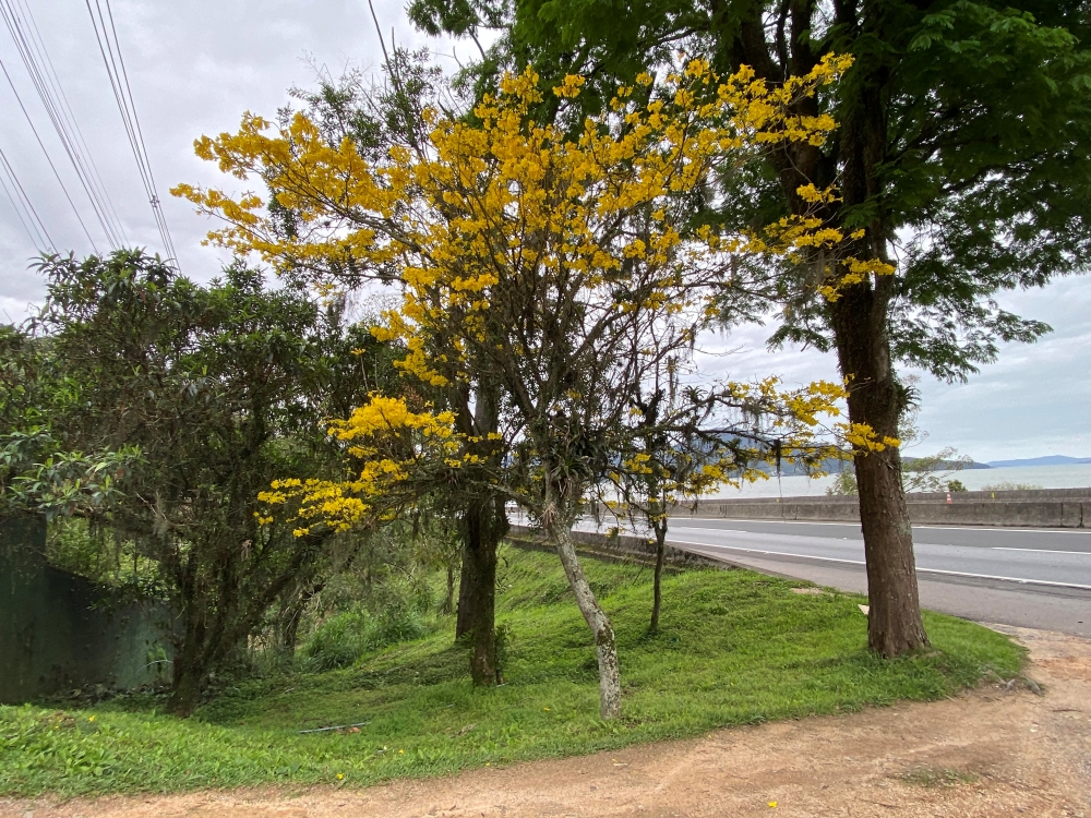 Ipê-amarelo-do-brejo