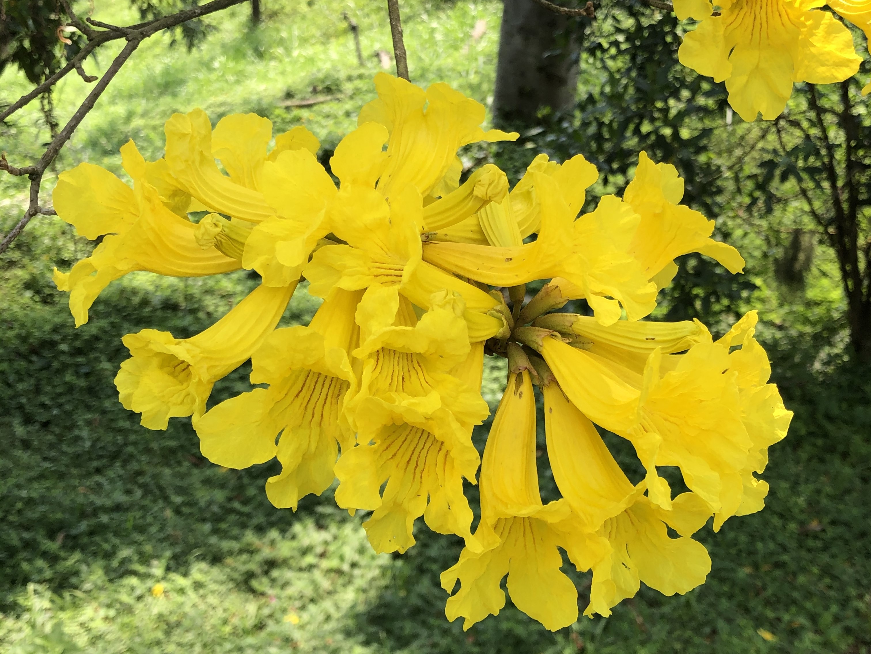 Ipê-amarelo-do-brejo