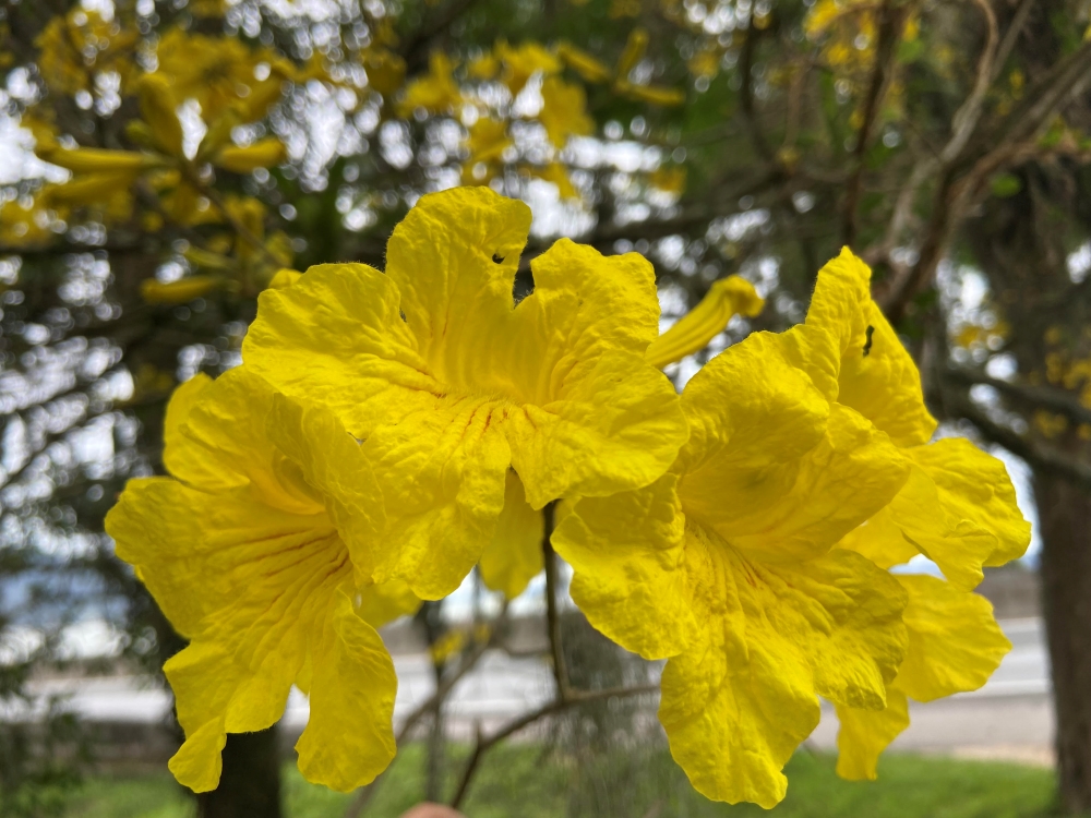 Ipê-amarelo-do-brejo