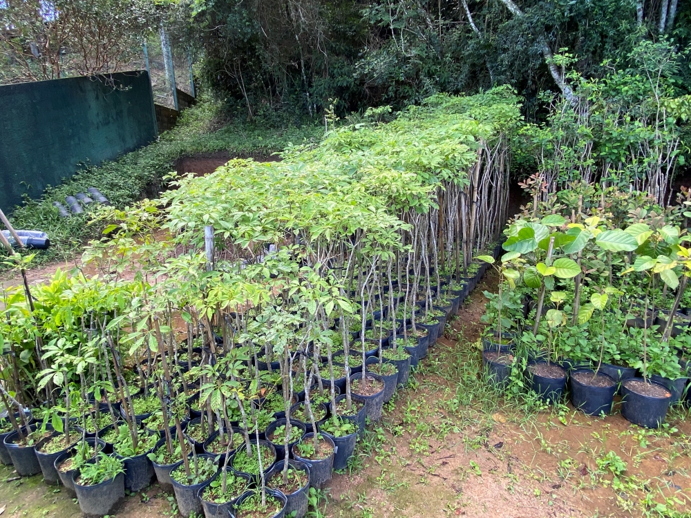 Ipê-verde