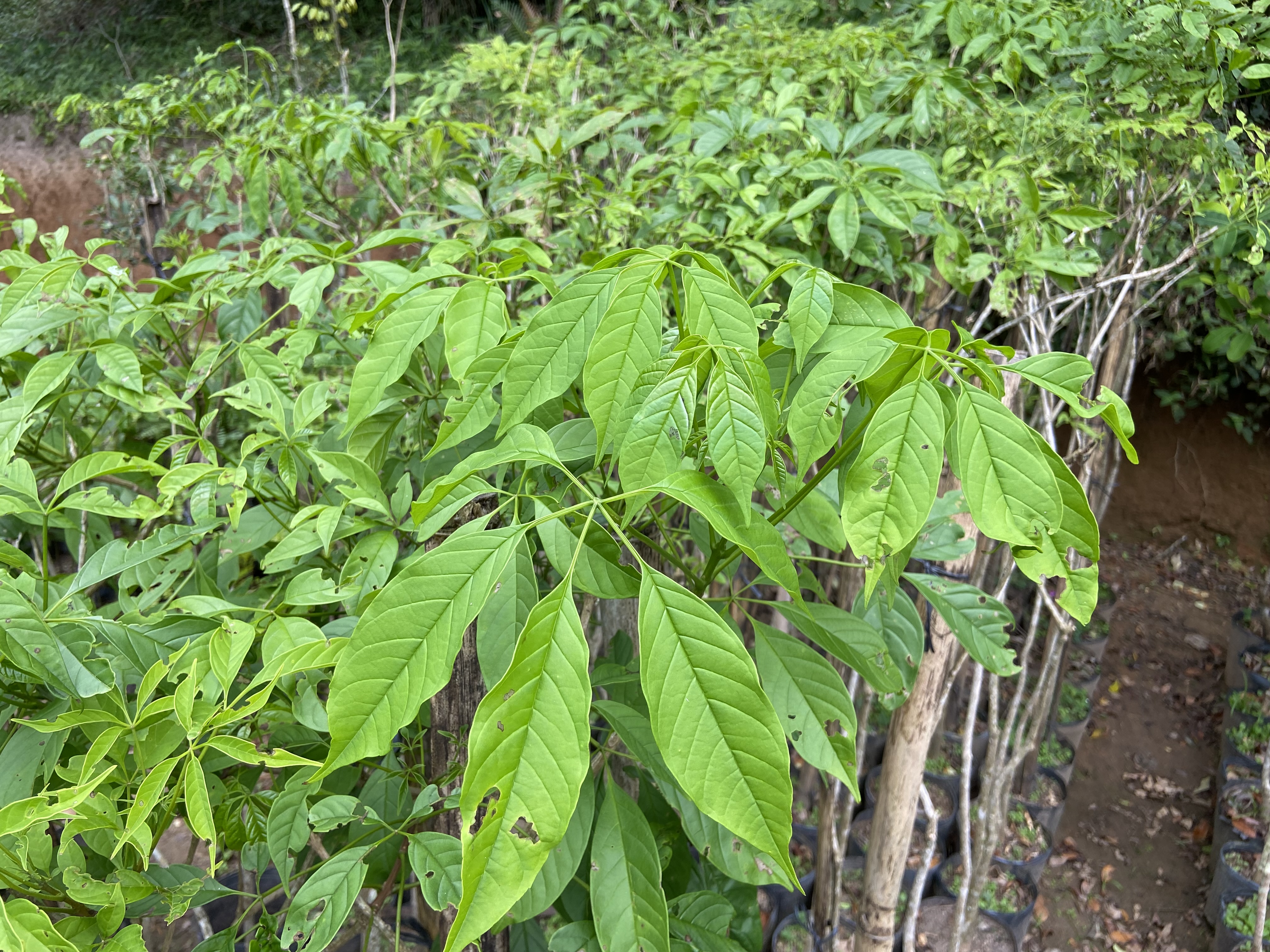Ipê-verde