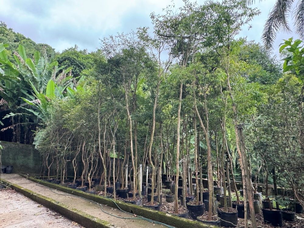 Jabuticaba