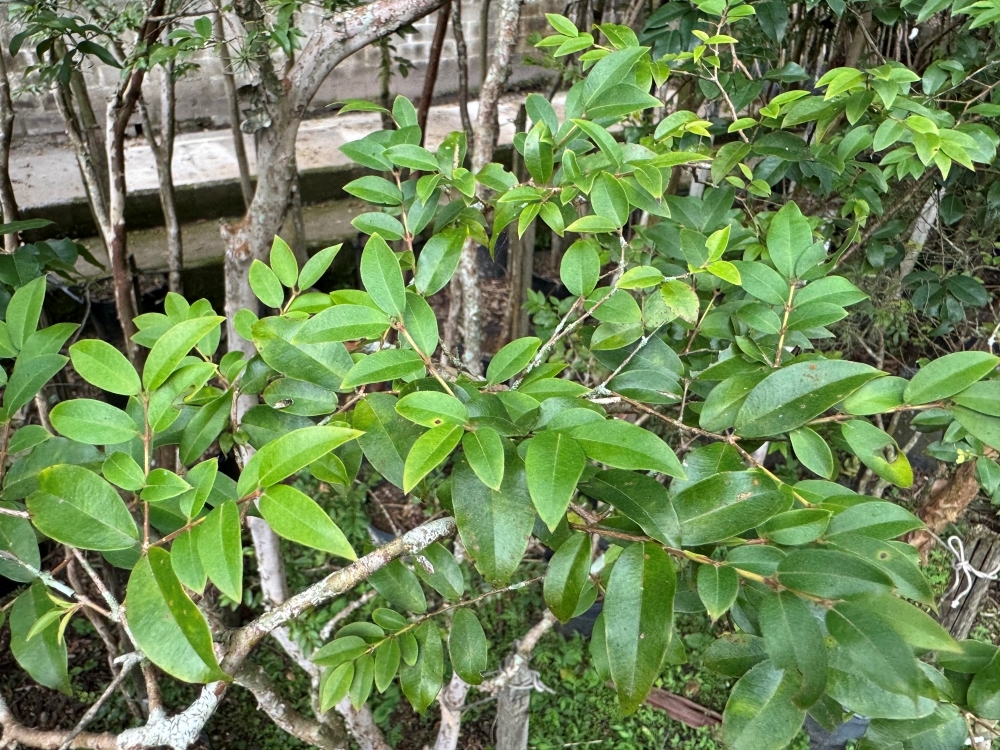 Jabuticaba