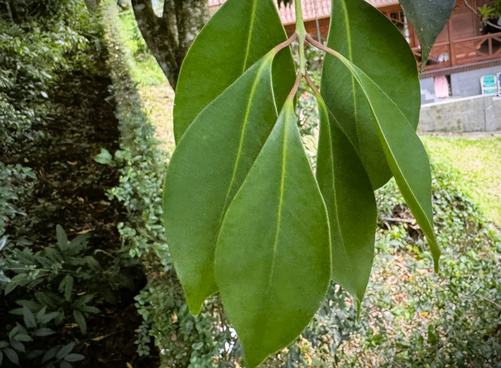 Jambolão-da-praia