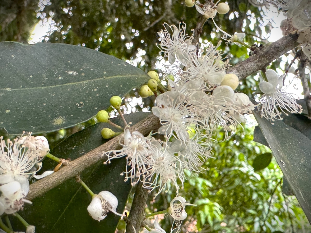 Jambolão-da-praia