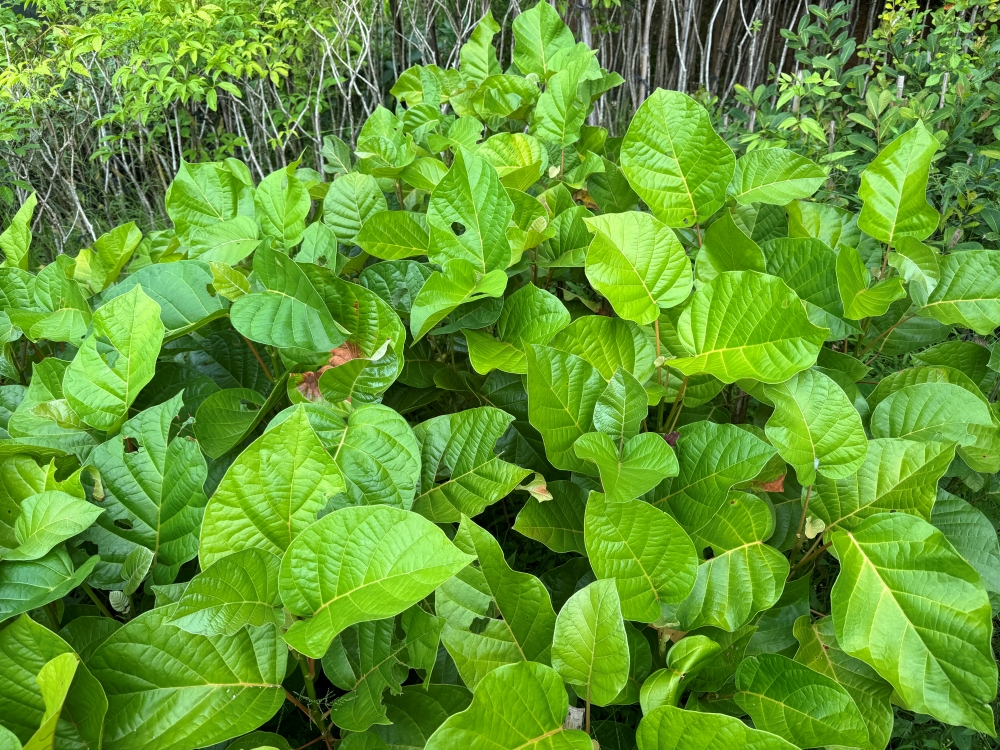 Licurana