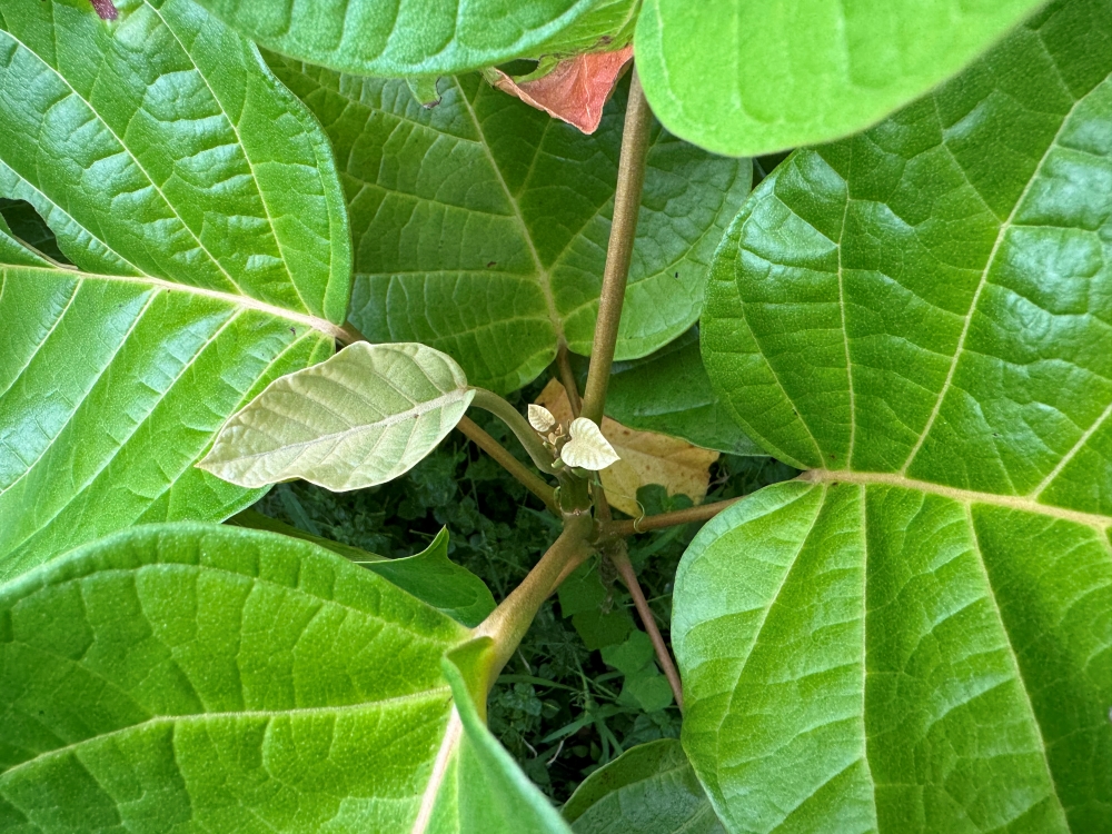 Licurana