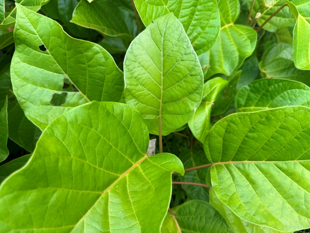 Licurana