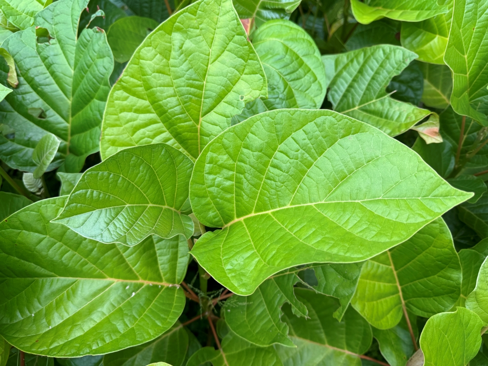 Licurana