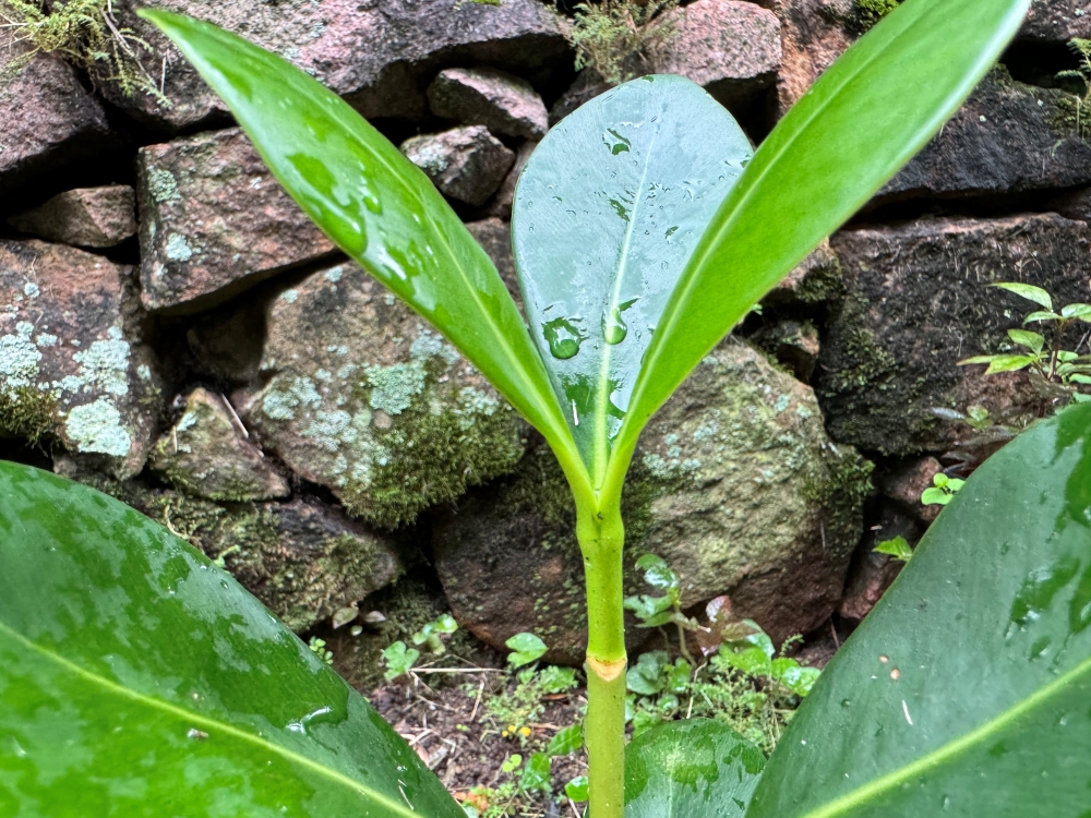 Mangue-formiga