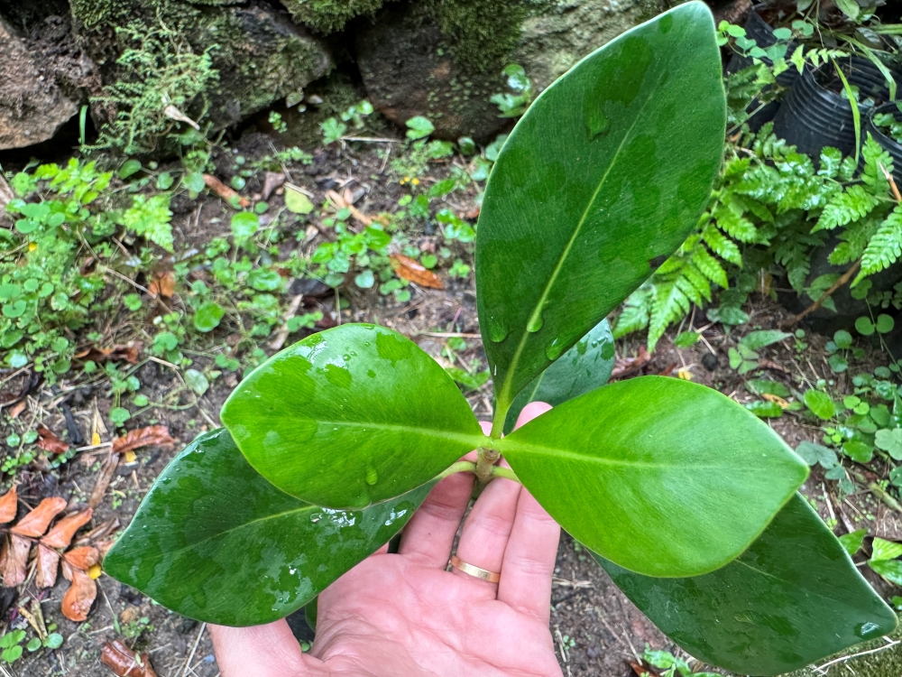 Mangue-formiga
