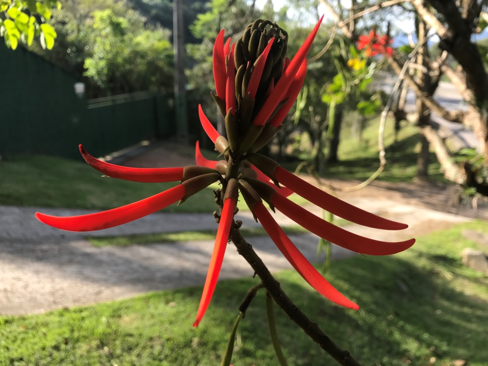 Mulungu-do-litoral