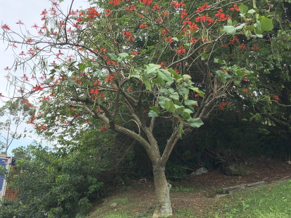Mulungu-do-litoral
