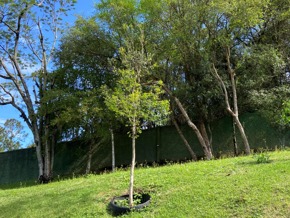 Murta