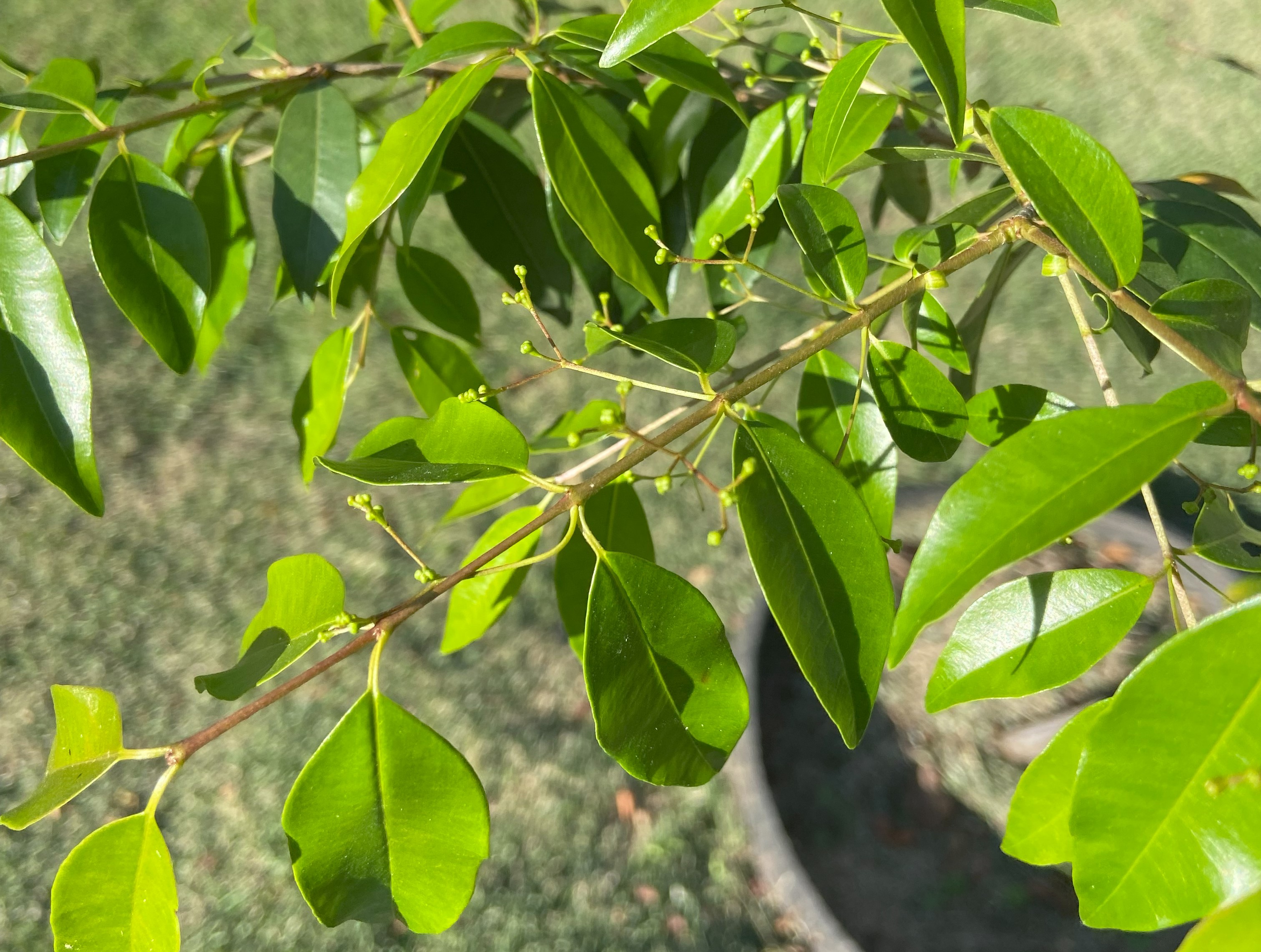 Murta