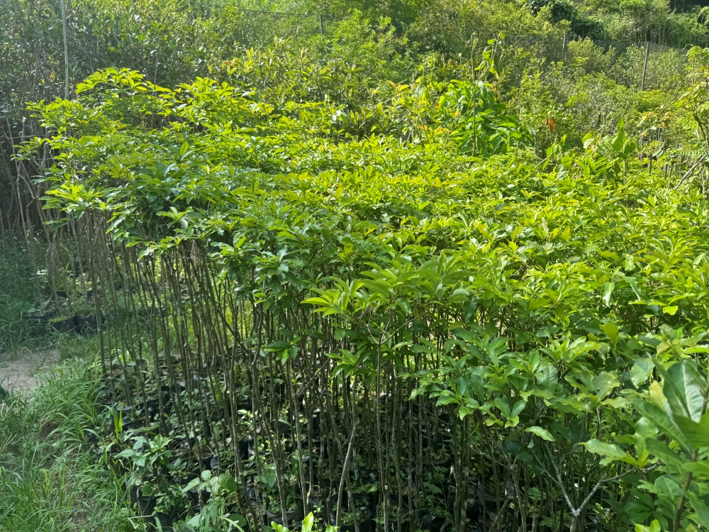 Peroba