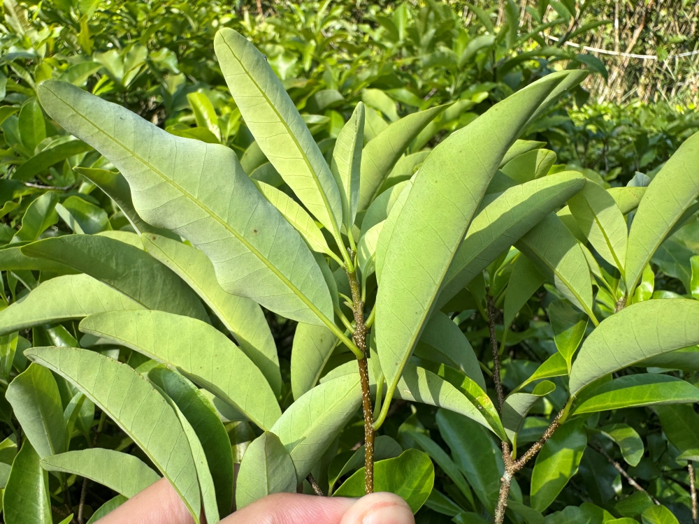 Peroba