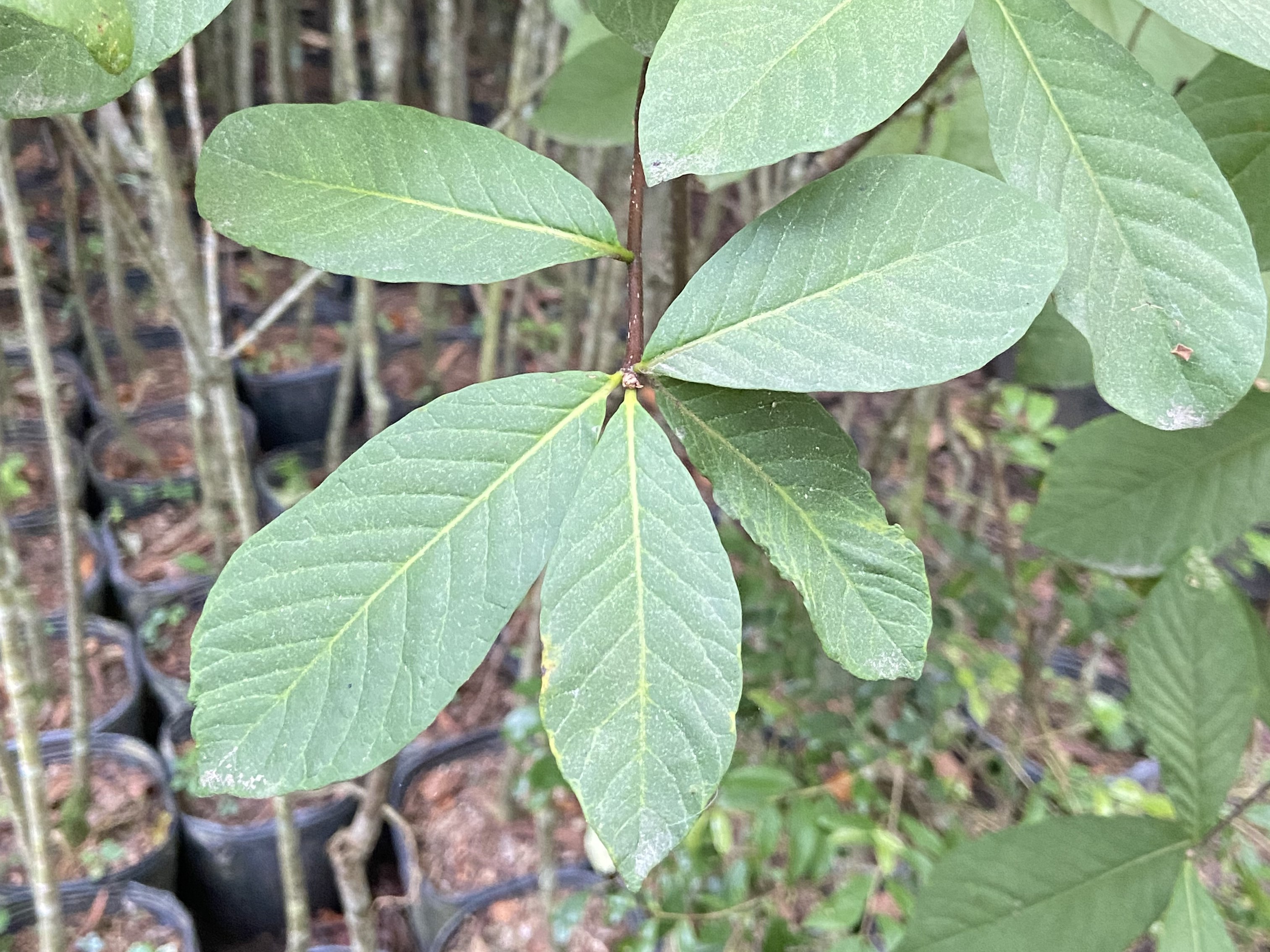 Piquiá