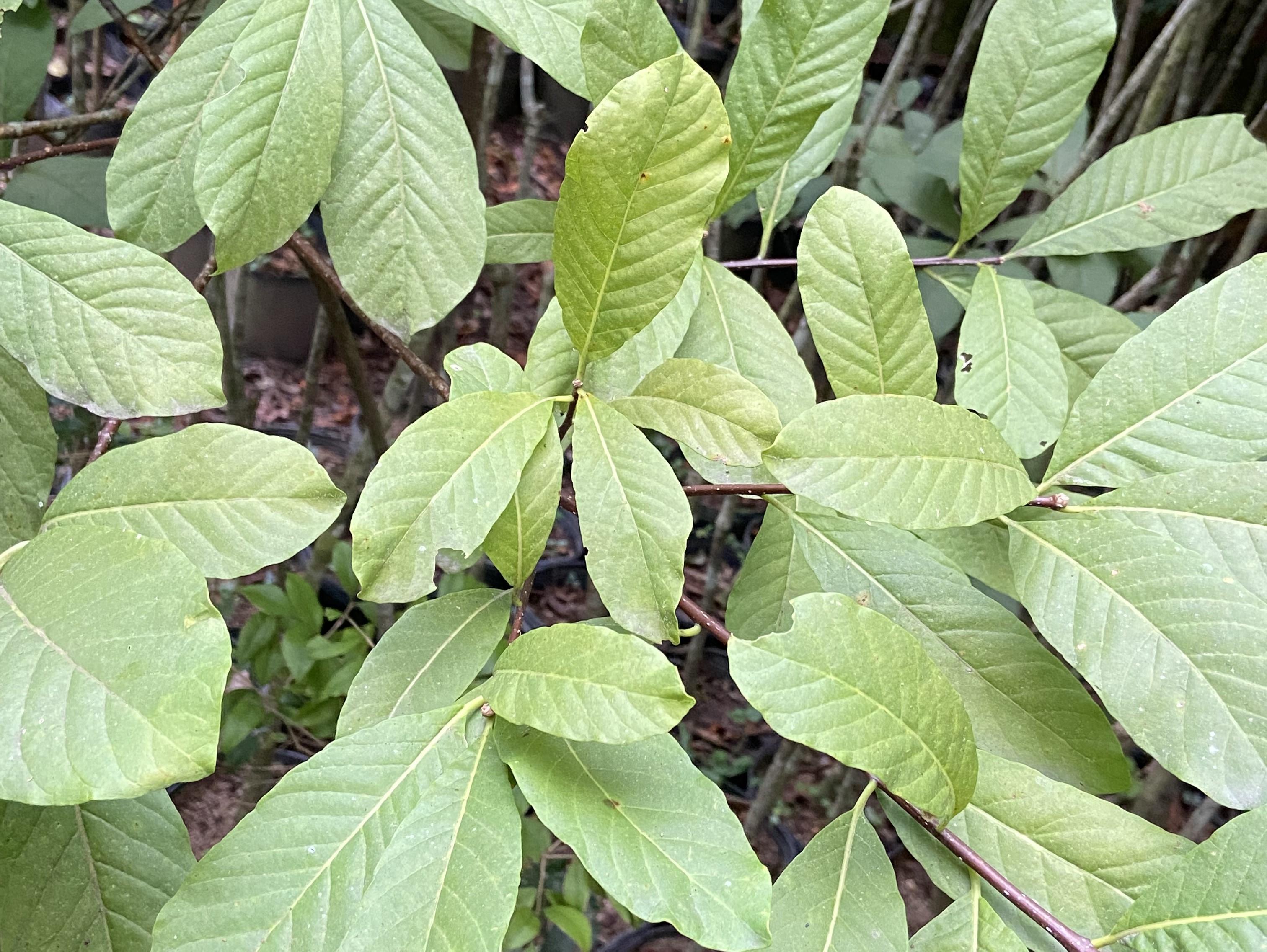 Piquiá