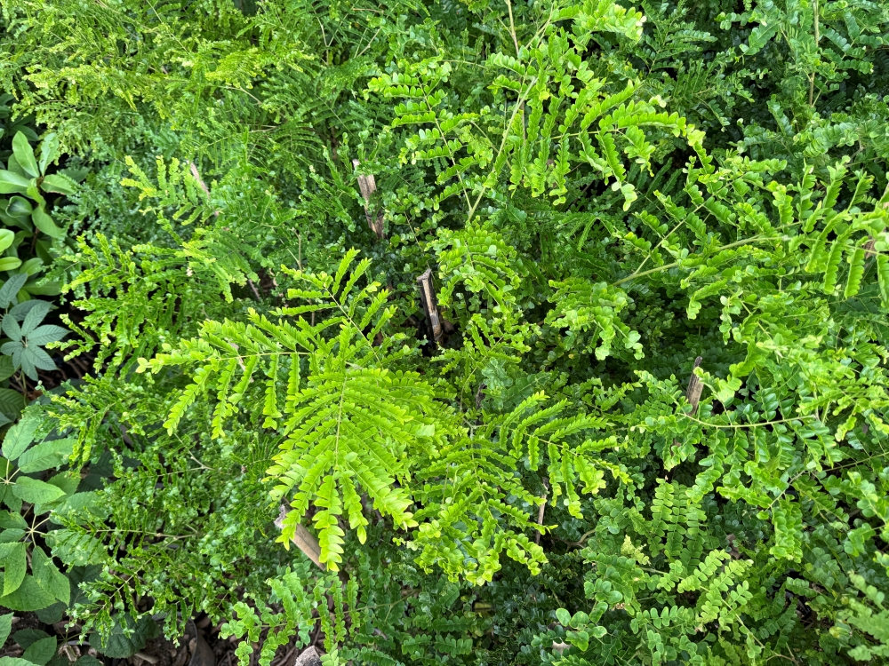 Sibipiruna