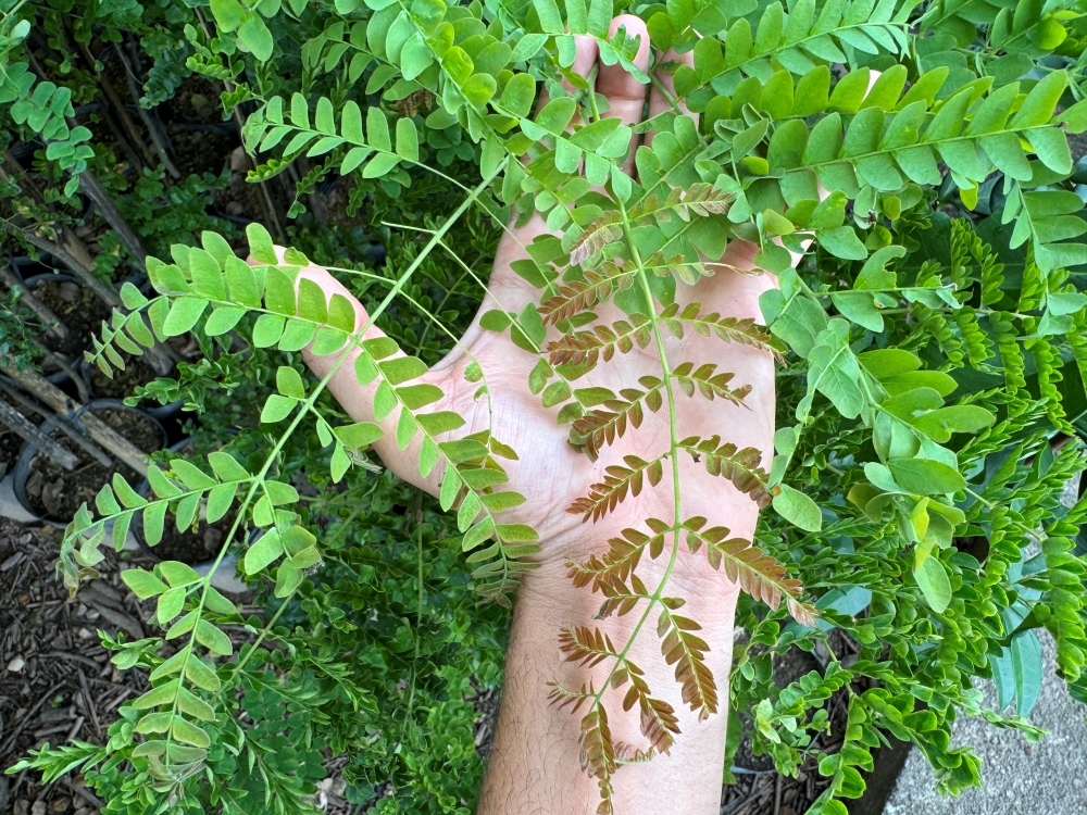 Sibipiruna
