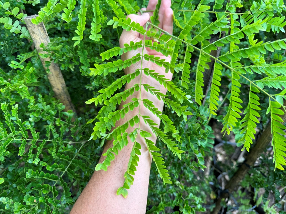 Sibipiruna