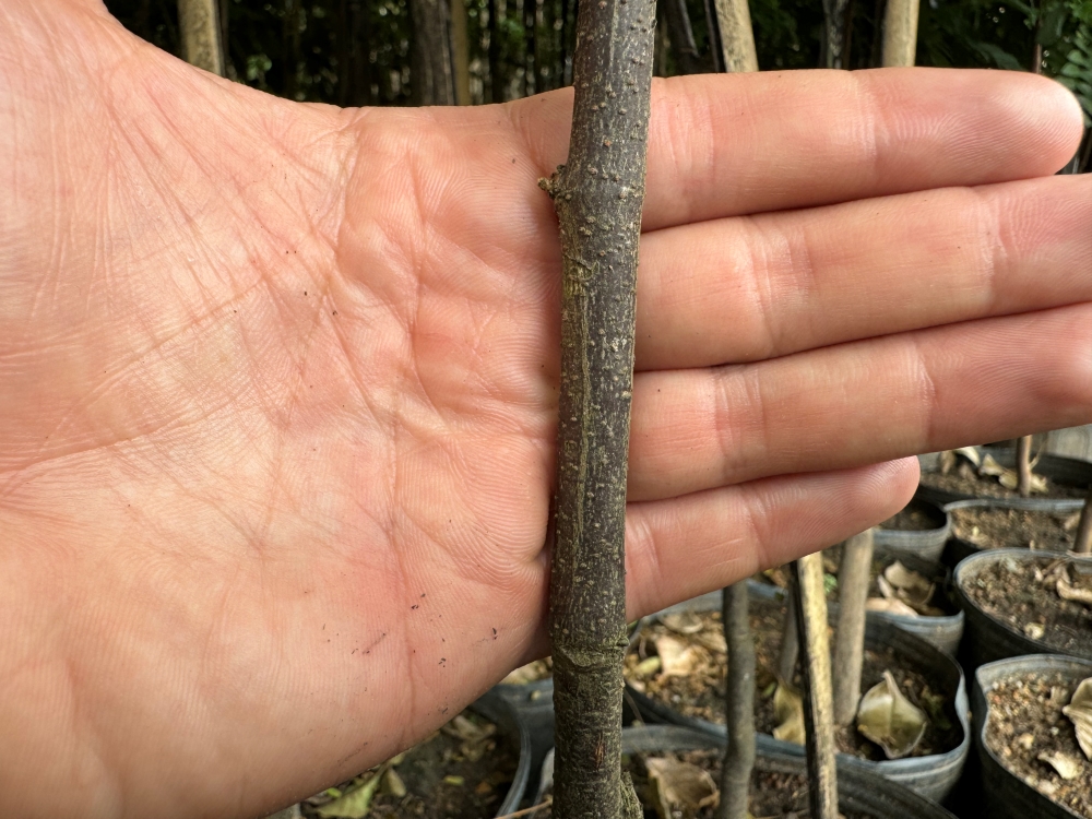 Sibipiruna