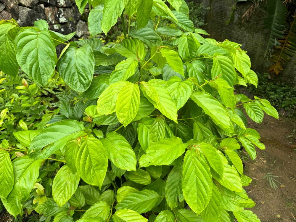 Sobragi