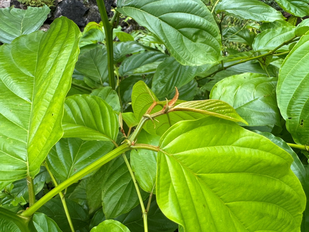 Sobragi