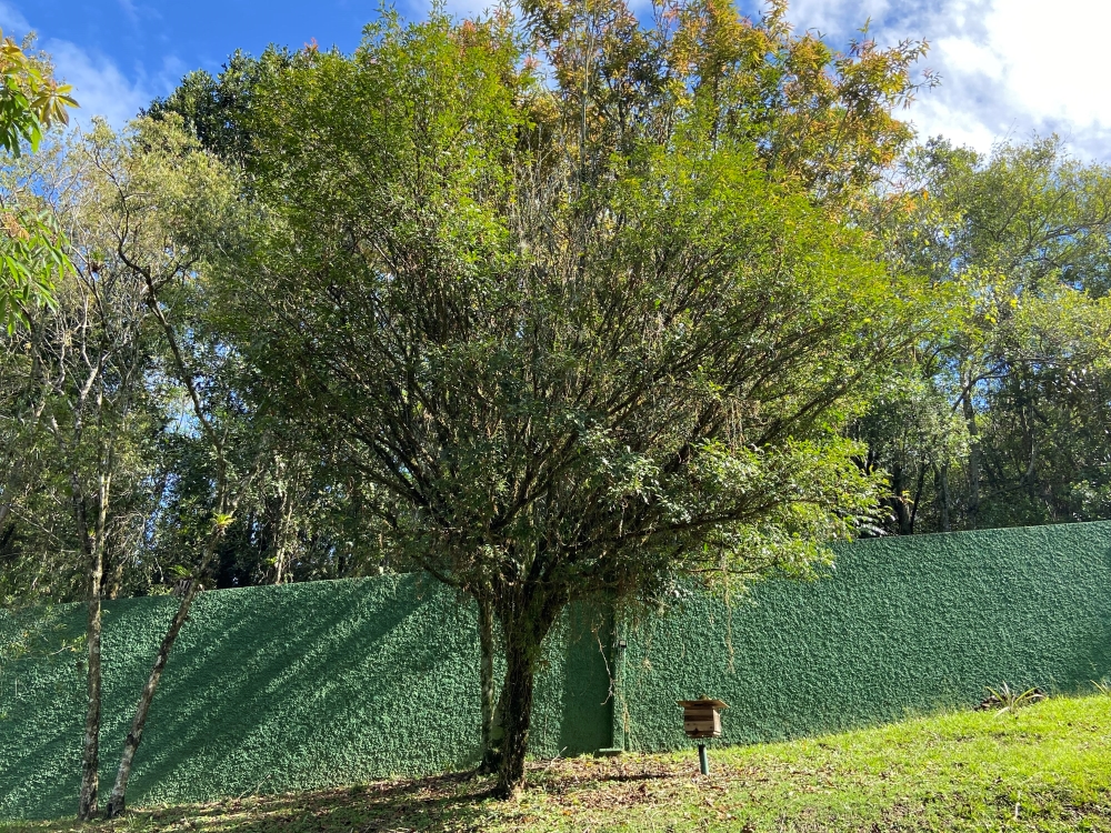 Triquilha