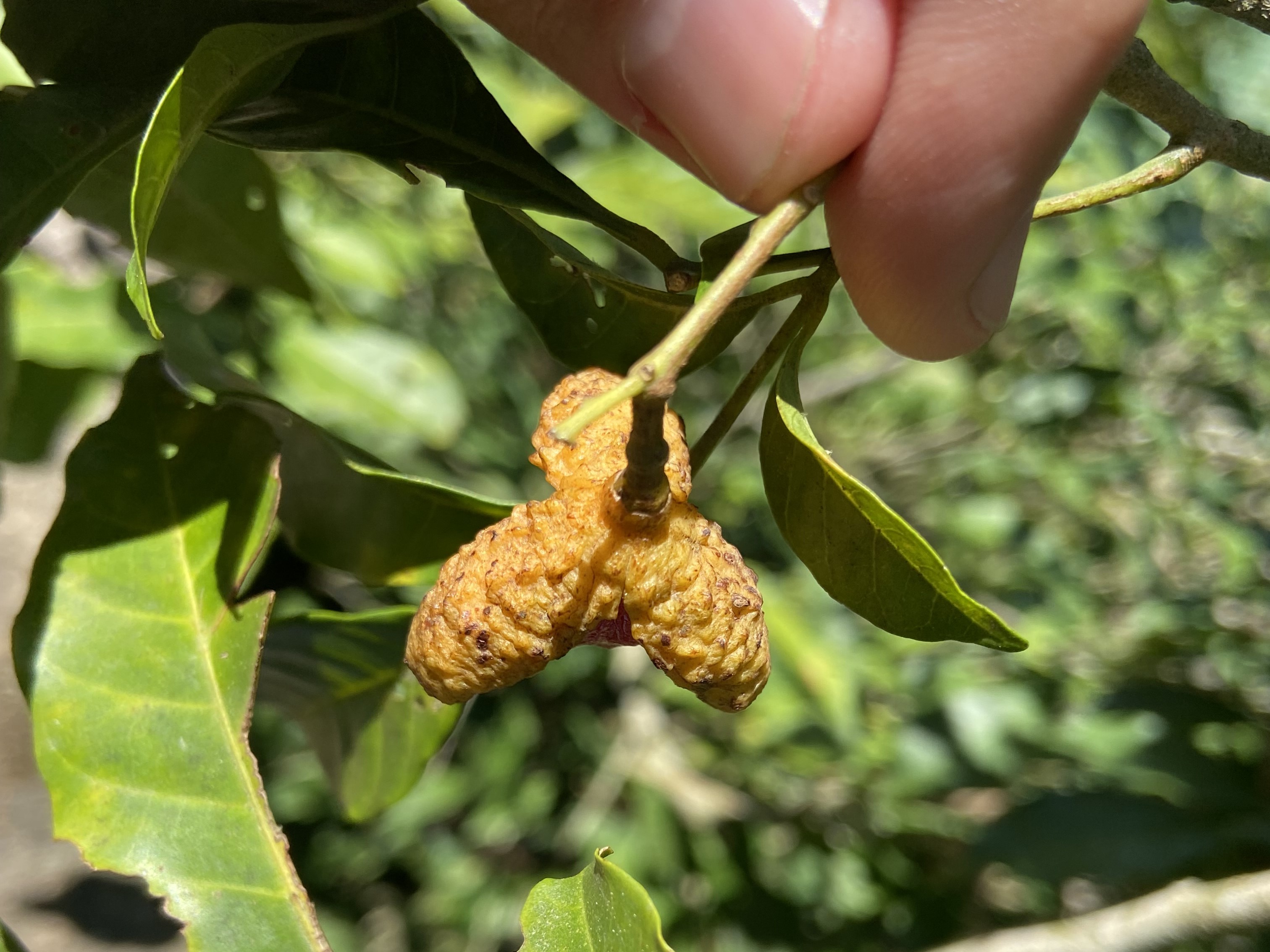 Triquilha