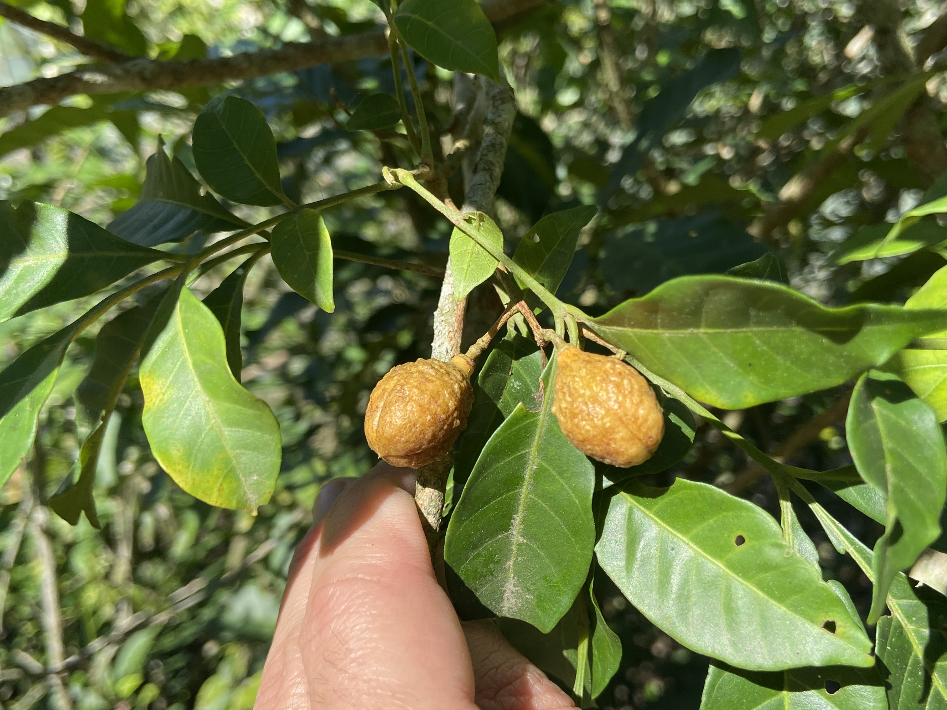 Triquilha