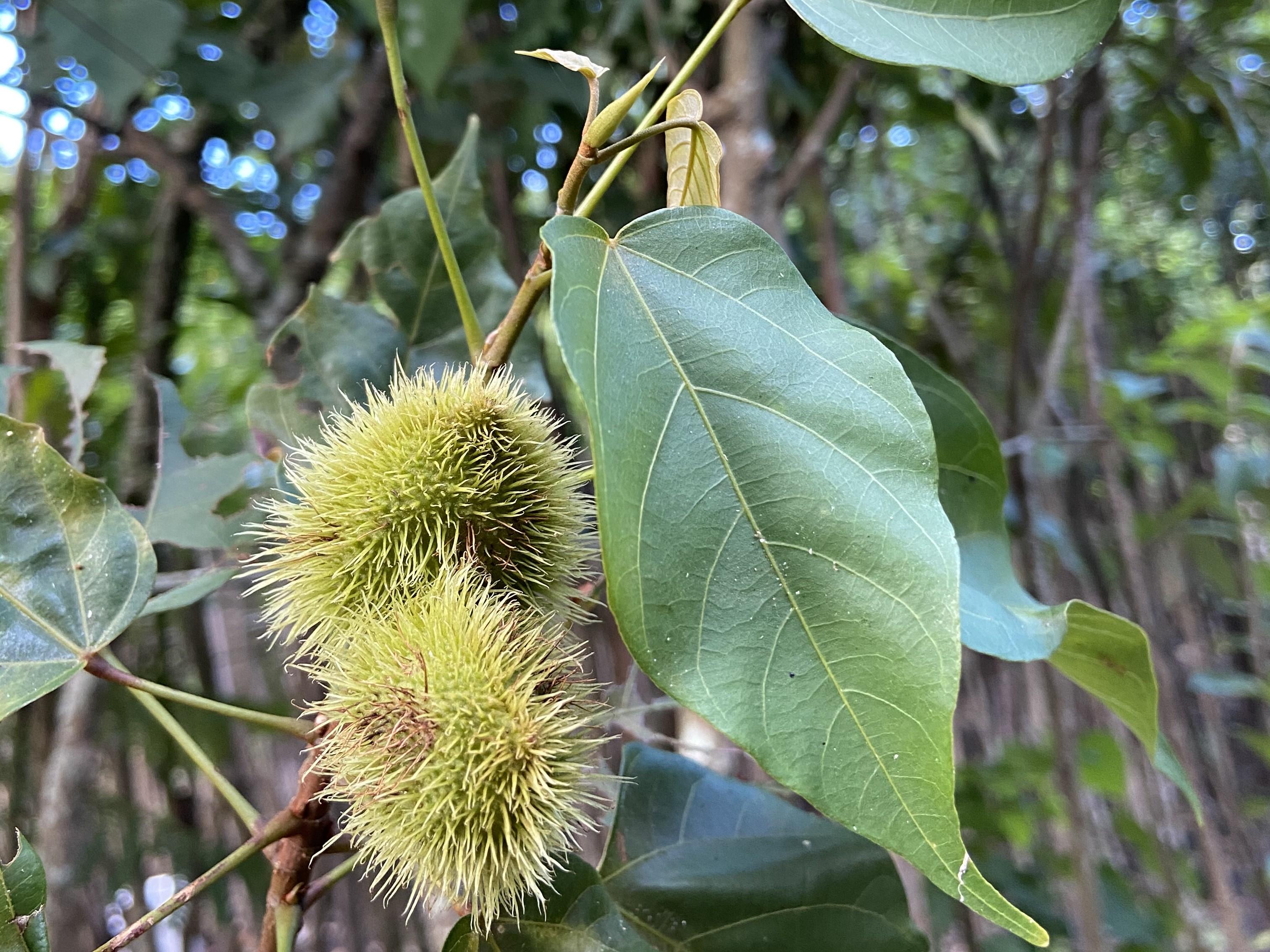 Urucum
