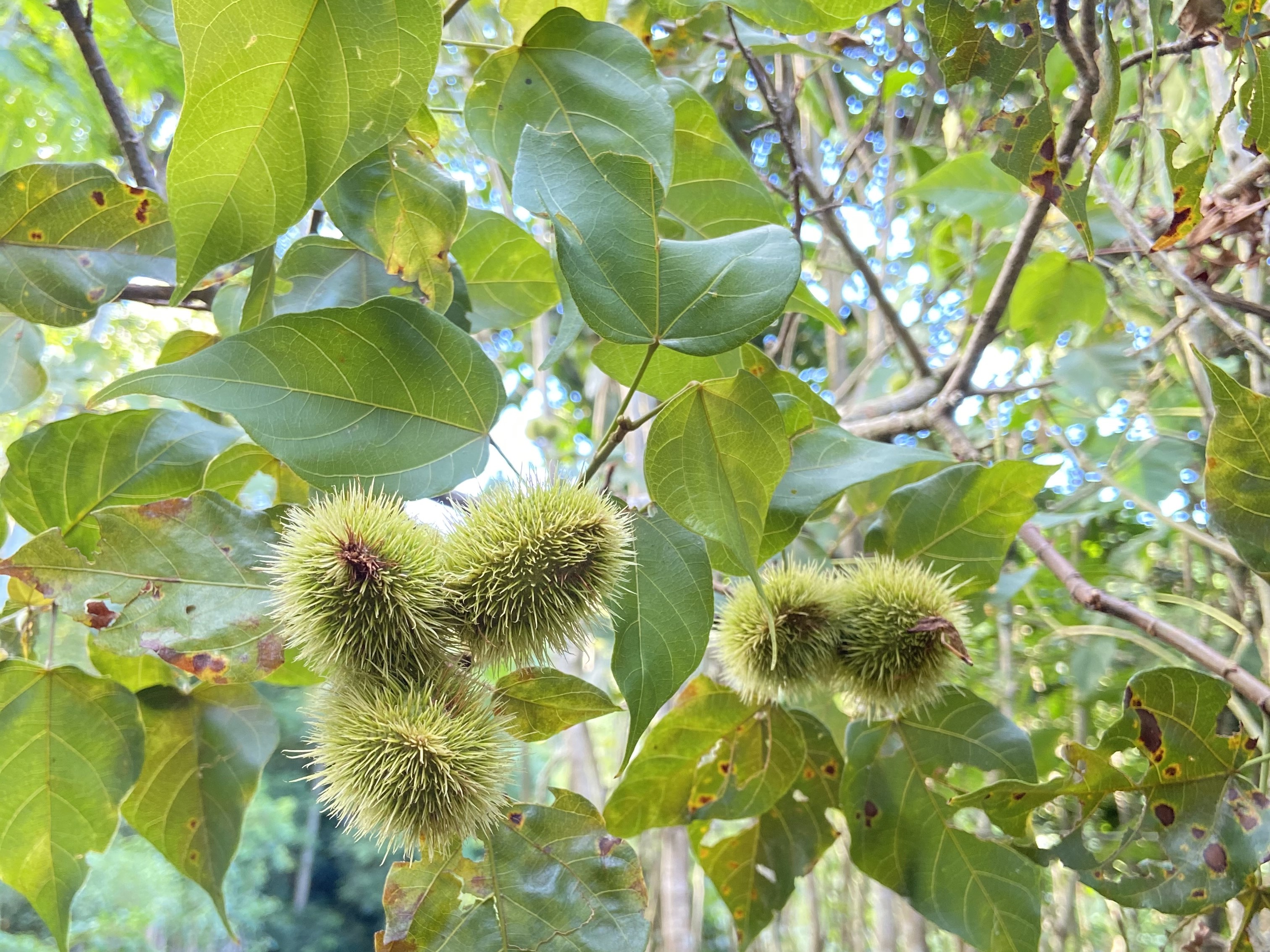 Urucum