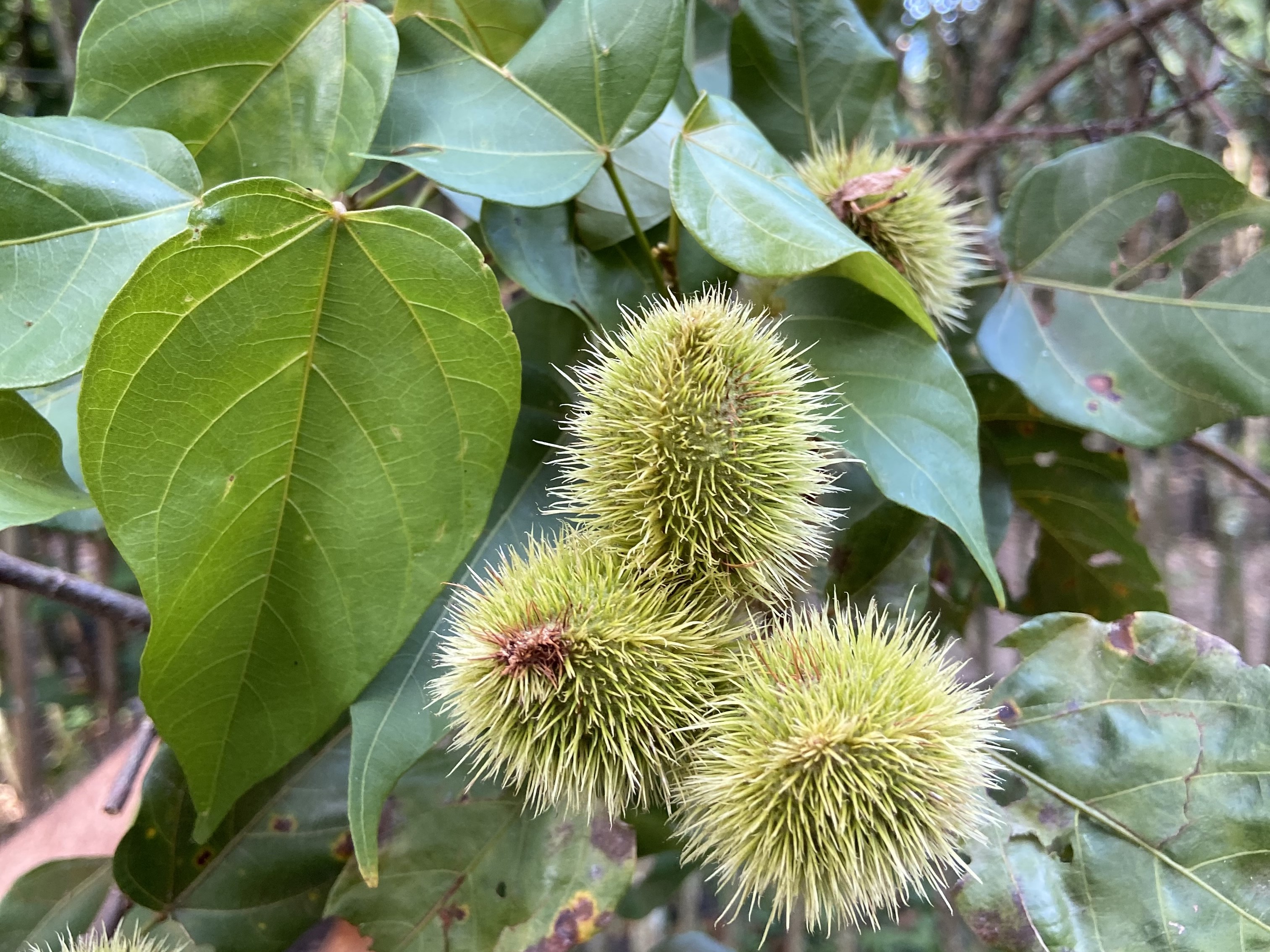 Urucum