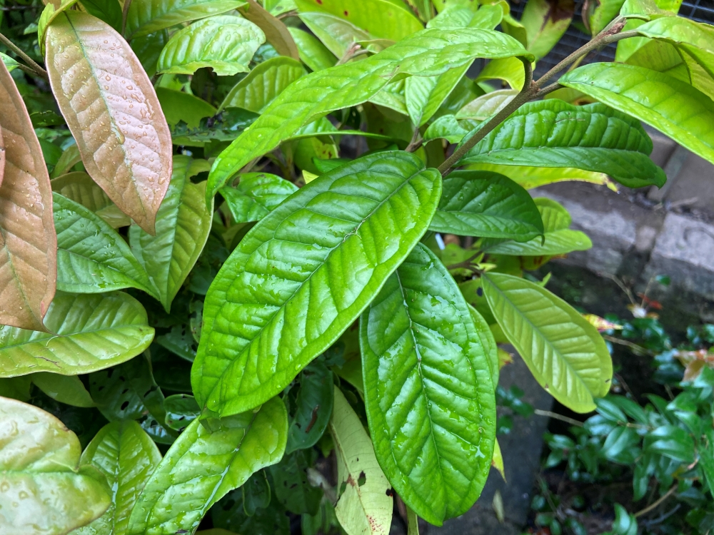Guamirim-pitanga
