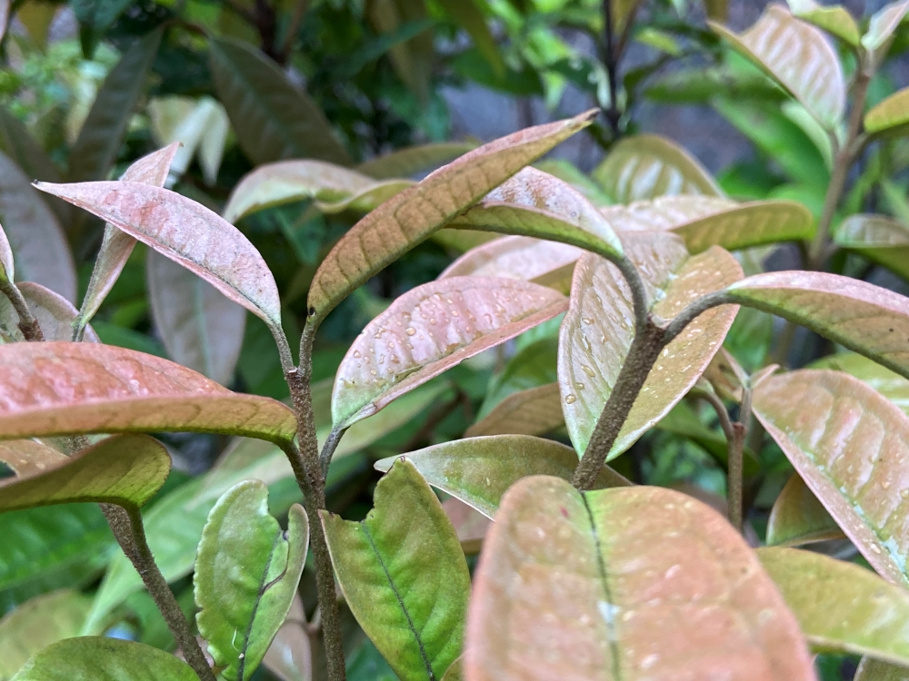 Guamirim-pitanga