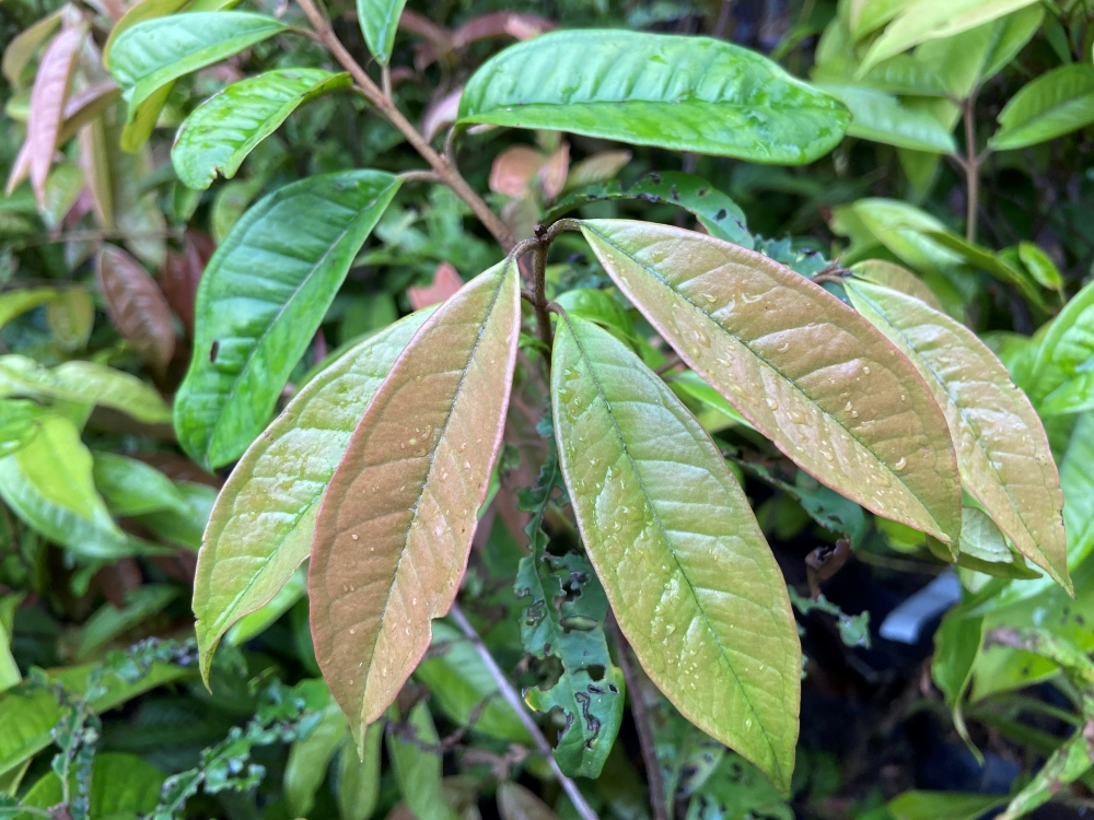 Guamirim-pitanga